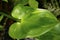 Leaf of the pickerel weed in south Florida.