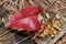 Leaf in a Pine Cone