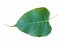 Leaf of pipal or bodhi tree.