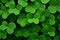 Leaf plant clover close green luck macro nature patrick up shamrock grass