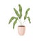 Leaf plant growing in pot. Foliage houseplant in planter. Modern green home decoration. Indoor decor in flowerpot for