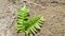 Leaf of Polypodiopsida or Polypodiophyta with common names including Leptosporangiate ferns, monilophytes