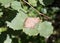 Leaf of Populus tremula or Common aspen infected with Gloeosporium tremulae