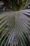 Leaf of Ptychosperma elegans Arecaceae lilac palm