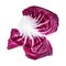 Leaf of Radicchio Italian leaf chicory cutout