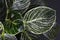 Leaf of rare exotic `Philodendron Birkin` plant with beautiful white line pattern on dark green leaves