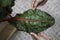 Leaf of Red Stem Lettuce or Red Chard