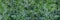 Leaf of Rhapis humilis Blume tree. Dark green leaf texture background banner