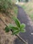 Leaf on the road