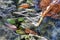 Leaf and rocks under stream with ripple effect