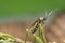 Leaf-rolling sawfly, Pamphiliidae on fir twig