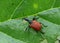 Leaf-rolling weevil