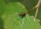 A Leaf rolling weevil, Byctiscus populi, perching on a Aspen tree leaf, Populus tremula, in woodland.