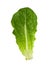 Leaf Of Romaine Salad