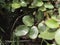 Leaf with rose rust fungus  Phragmidium mucronatum