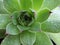 Leaf rosette center of Houseleek plant, also called Liveforever, latin name Sempervivum, with drops of water on leaves.