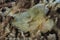 Leaf Scorpionfish Taenianotus triacanthus