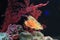 Leaf Scorpionfish Taenianotus triacanthus swimming in aquarium tank