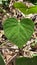 Leaf shaped and leaf textured of Macaranga sp. plant on dead leaves background