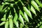 Leaf shaped shadows and green leaves in Lana river, Tirana, Albania