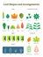 Leaf shapes complex vector illustration. Biological characteristic division