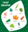 Leaf shapes vector illustration. Biology labeled leave kinds for kids.