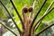 Leaf sprouts of an Australian tree fern