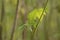 Leaf and stem of Sida hermaphrodita, known by the common name Virginia fanpetals