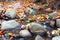 Leaf on stone in a creek