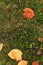 Leaf on stone orange outdoor rock scenery