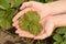 Leaf Of Strawberry With Disease White Spotting On Hands.