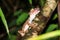 Leaf-tailed Gecko Madagascar