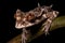 Leaf-tailed Gecko - Madagascar (Generative AI)