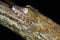 Leaf-tailed Gecko portrait side