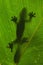 Leaf-tailed gecko is sitting on a large green leaf. Silhouette. unusual perspective. Madagascar.