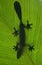 Leaf-tailed gecko is sitting on a large green leaf. Silhouette. unusual perspective. Madagascar.