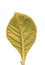 Leaf of Teak (Tectona grandis)