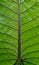 Leaf texture. green caladium