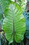 Leaf texture. green caladium