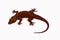 Leaf toed gecko, Hemidactylus parvimaculatus, Bhoramdeo Wildlife Sanctuary, Chhattisgarh