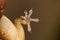 Leaf toed gecko, Hemidactylus parvimaculatus, Udanti Tiger Reserve, Chhattisgarh