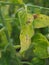 Leaf tomato diseas.