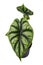 Leaf of topical `Alocasia Baginda Dragon Scale` houseplant in flower pot on white background