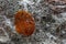 Leaf trapped in ice near a mountain waterfall