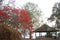 Leaf of tree change color green to red in autumn season with old pavilion on top of mountain