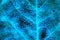 A leaf of a tree close up. Dark catchy background or wallpaper. Mosaic blue and violet pattern of network of veins and cells.