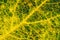 A leaf of a tree close-up. Horizontal background or wallpaper about autumn. Mosaic pattern of a network of yellow, green and brown