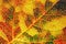 A leaf of a tree close-up. Vivid horizontal background or wallpaper about autumn. Mosaic pattern of a network of yellow, red,