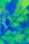 A leaf of a tree close-up. Vivid vertical background or wallpaper about autumn. Mosaic blue and green pattern of a network of