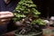 leaf trimming process on a beautiful bonsai